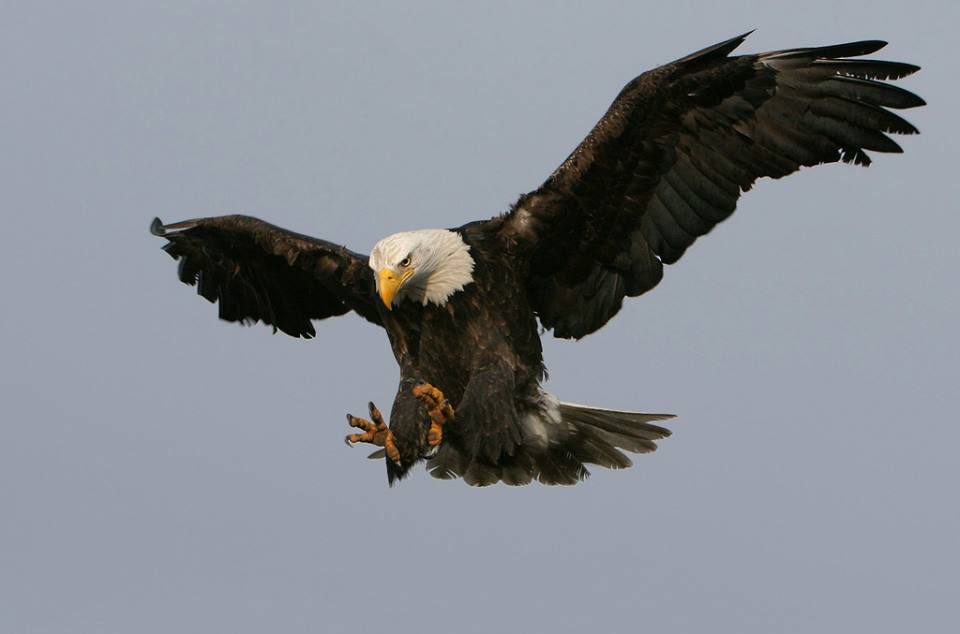 American Bald Eagle
