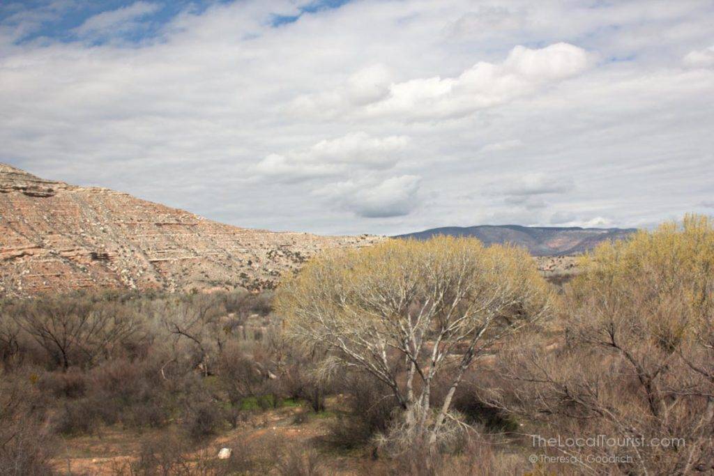 Cottonwoods budding in the Verde Valley