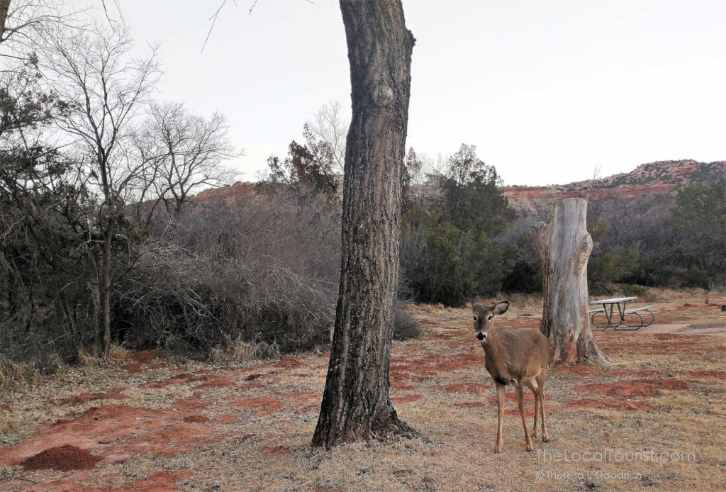 Early Morning Doe at Palo Duro Canyon