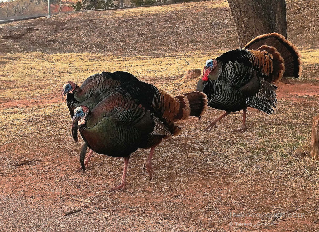 Turkeys at Palo Duro Canyon State Park