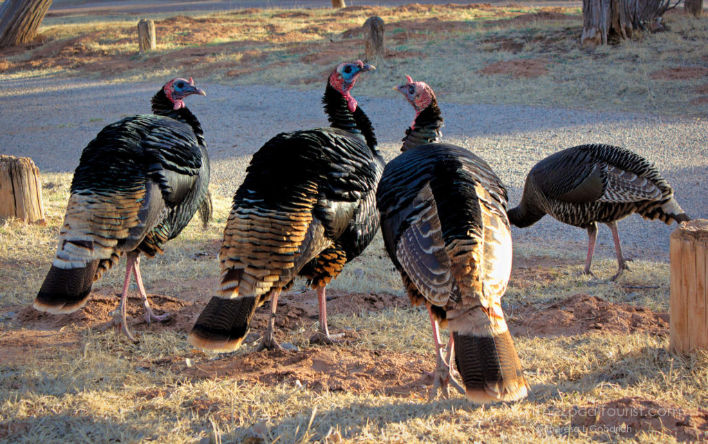Turkeys at Palo Duro Canyon