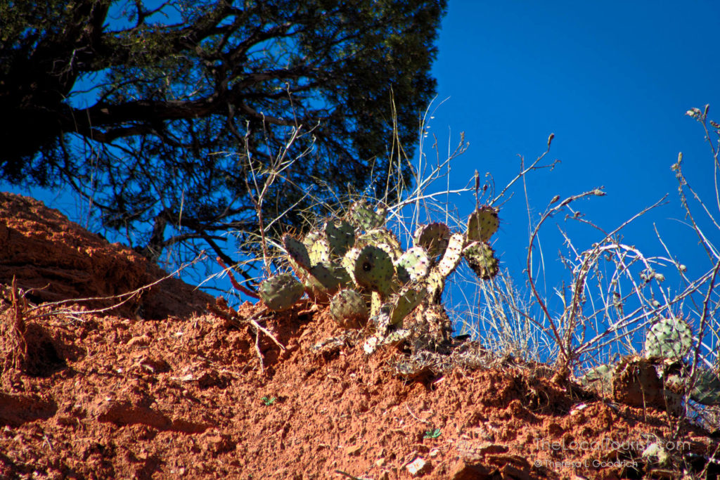 Prickly Pear Cactus at Palo Duro Canyon State Park