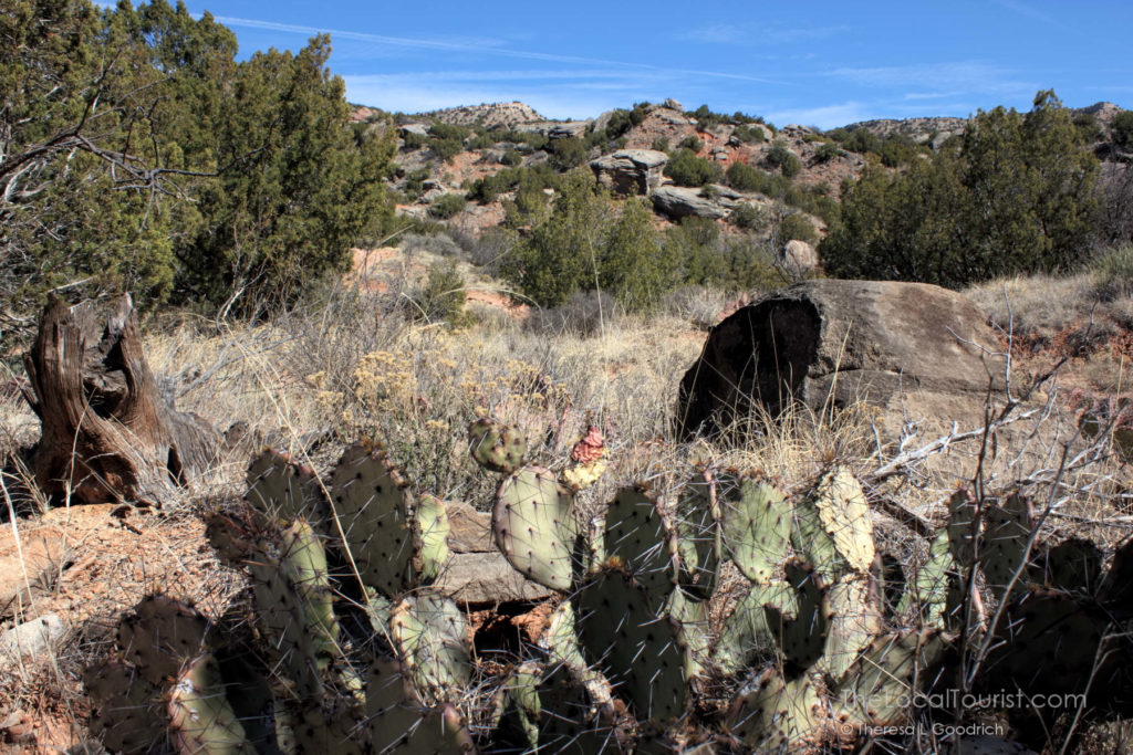 Cacti in Palo Duro Canyon State Park