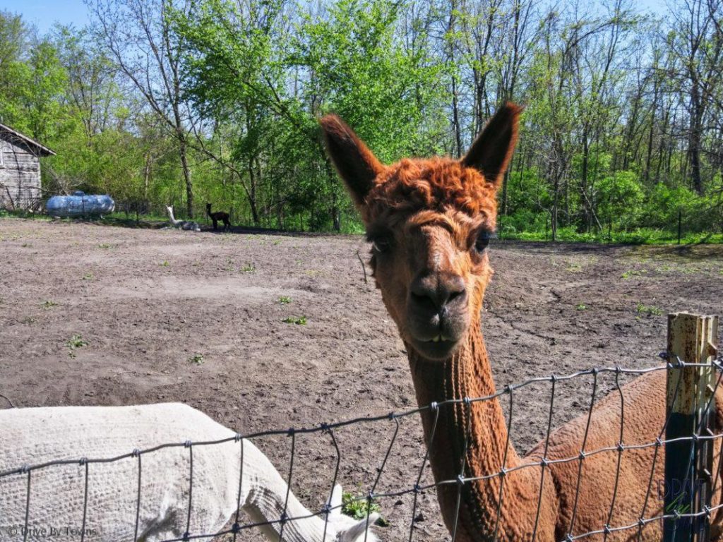 Alpacas near Galena, Illinois