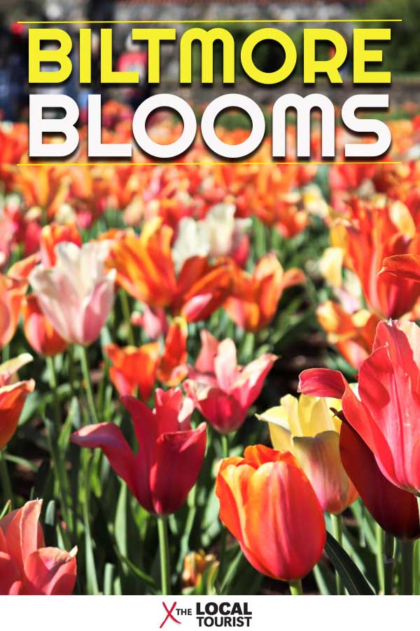 The Biltmore Estate in Asheville, North Carolina, is always stunning, but it's particularly gorgeous in spring. Thousands and thousands of tulips, daffodils, hyacinth, azaleas, and more brighten the landscape. #tulips #Biltmore #Asheville