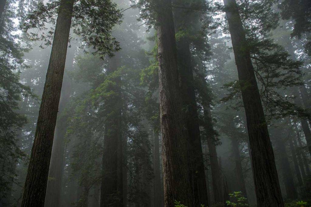 Redwood National Park in California, photo by Tom Bartel, Travel Past 50