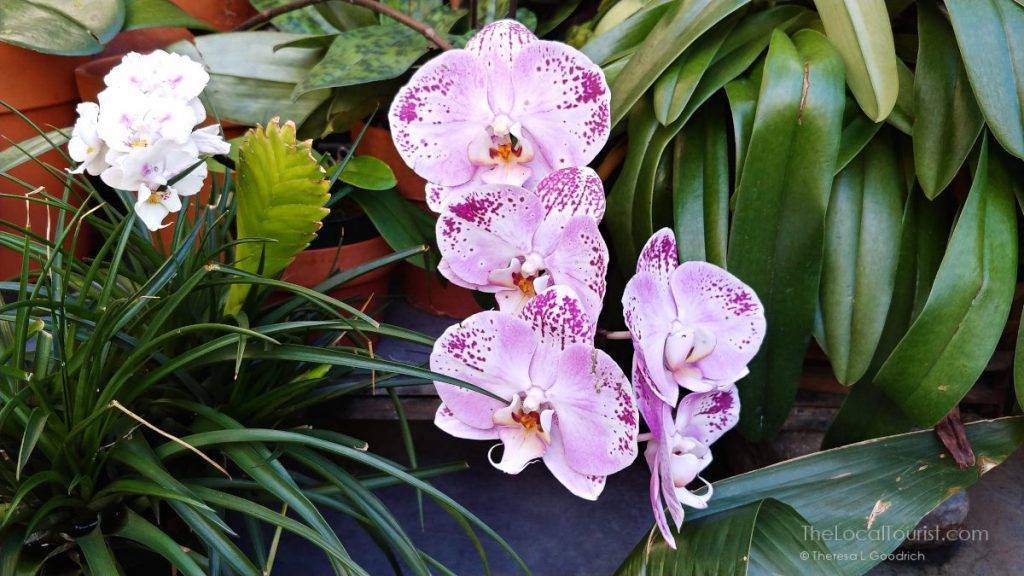 Orchids at Biltmore Estate