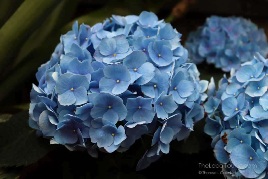 Hydrangea at Biltmore Blooms