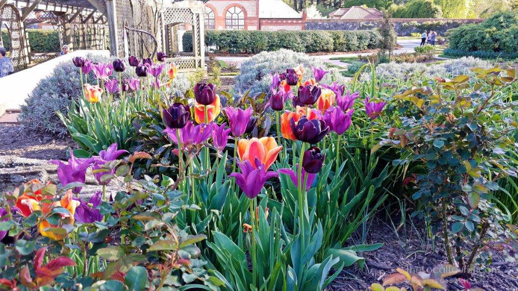 Tulips and the greenhouse