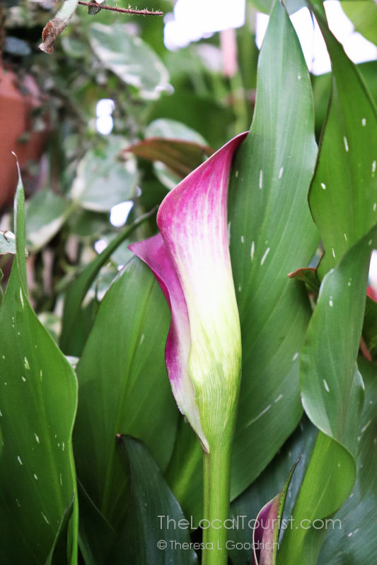 Calla lily at Biltmore