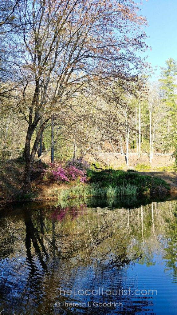 Reflections in the pond at Biltmore