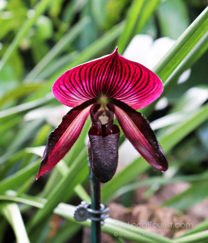 Orchid in Biltmore greenhouse