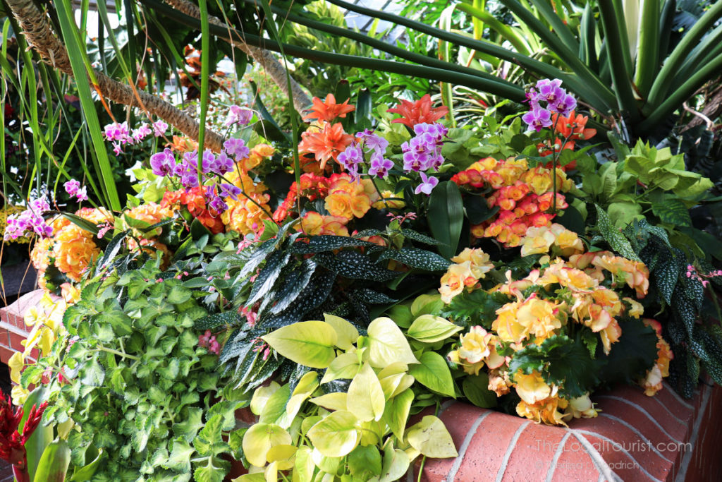 Inside the greenhouse at Biltmore Estate in Asheville North Carolina