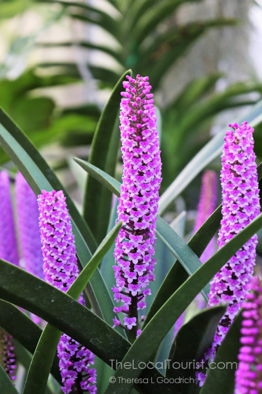 Tall purple flower at Biltmore