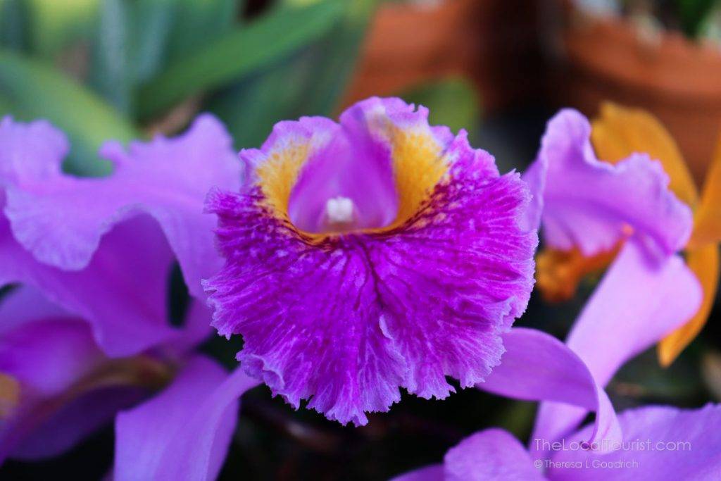 Close-up of orchid at Biltmore Estate