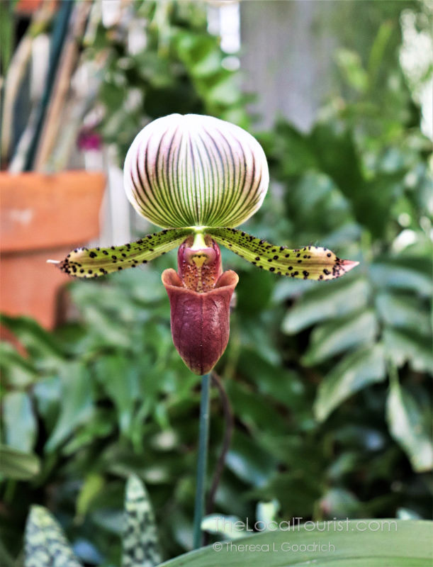 Flower at Biltmore