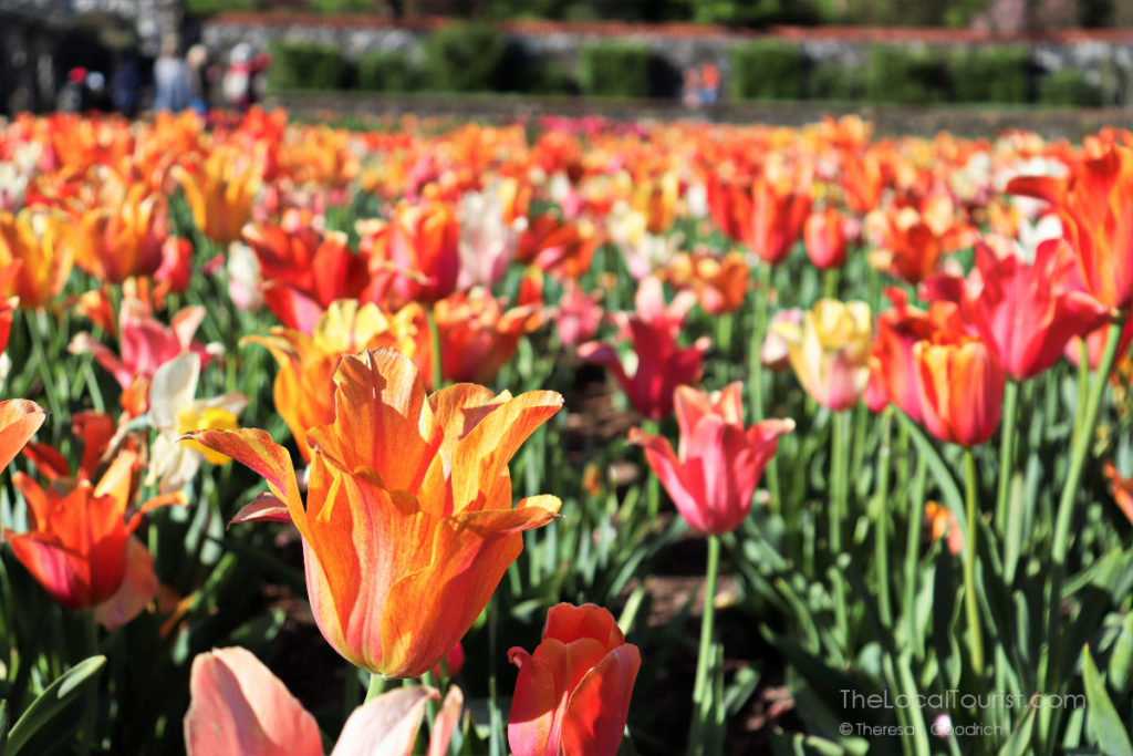 Tulips at the Biltmore