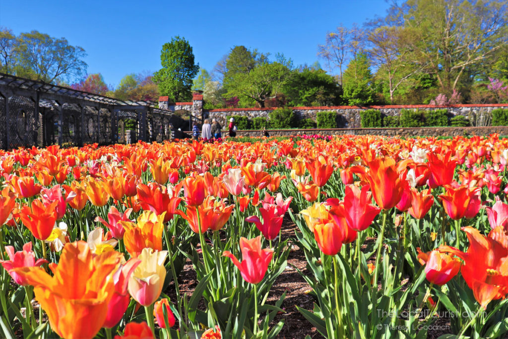 Field of tulips at the Biltmore in Asheville, North Carolina