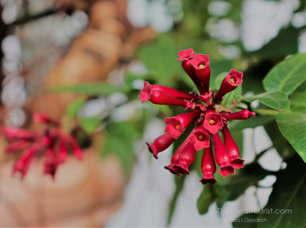 Red flowers at Biltmore Estate