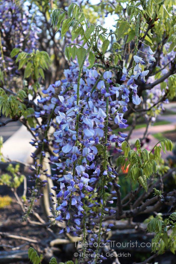 Biltmore Blooms
