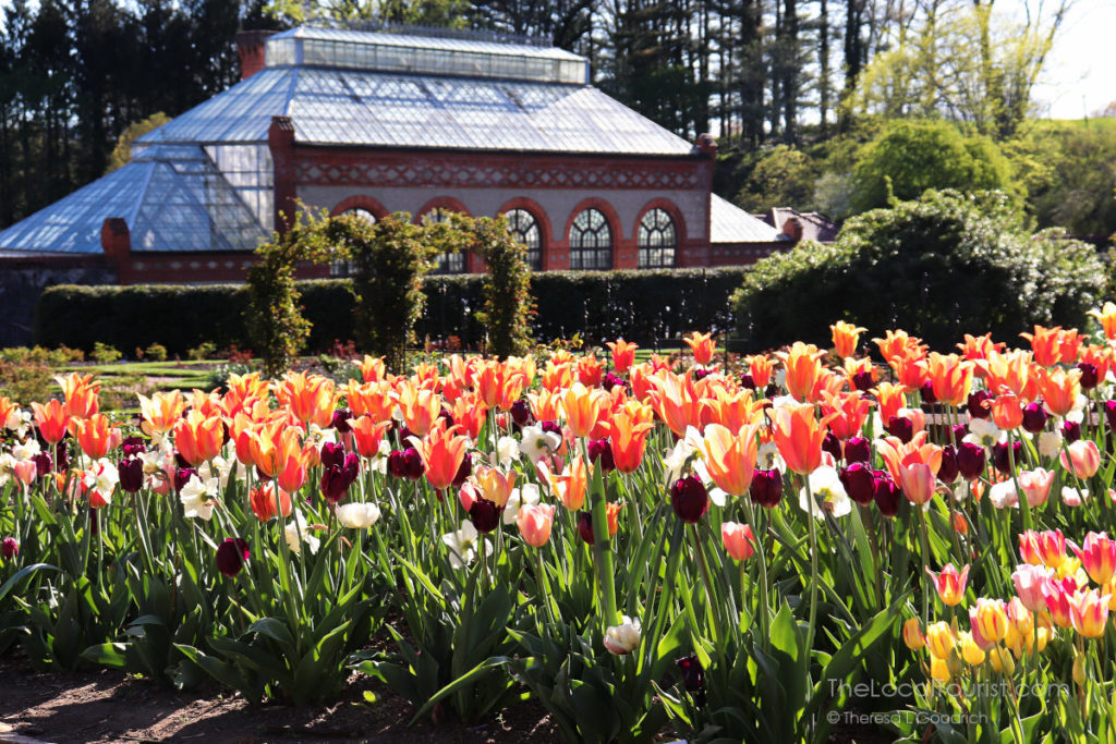 Field of tulips inside the walled garden at the Biltmore in Asheville, North Carolina