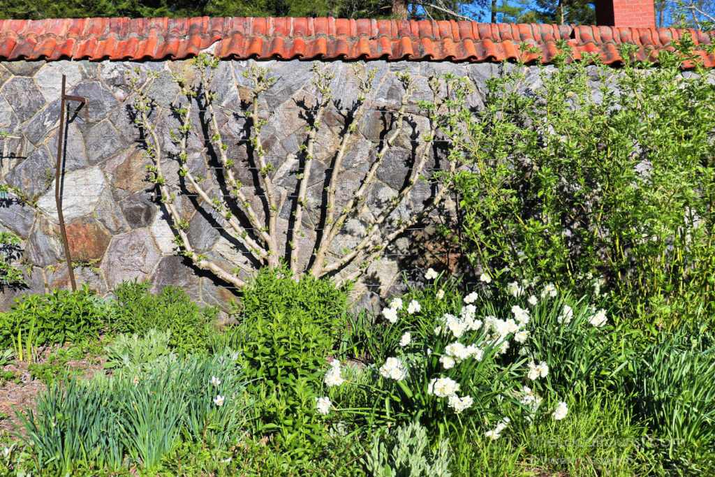 Walled garden at Biltmore