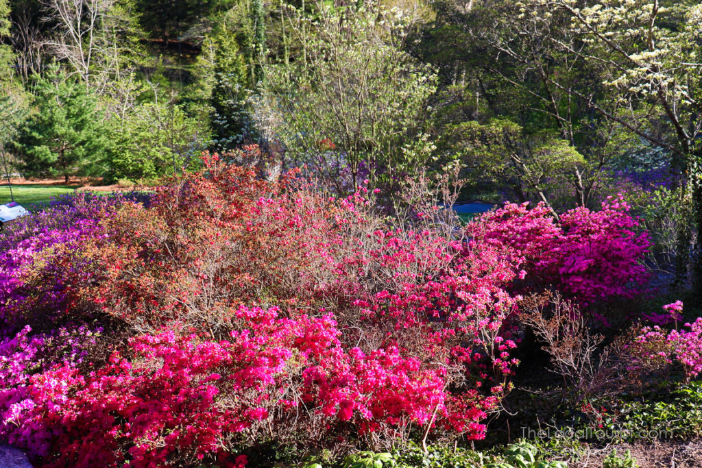 Pink and purple bushes in the garden of the Biltmore Estate