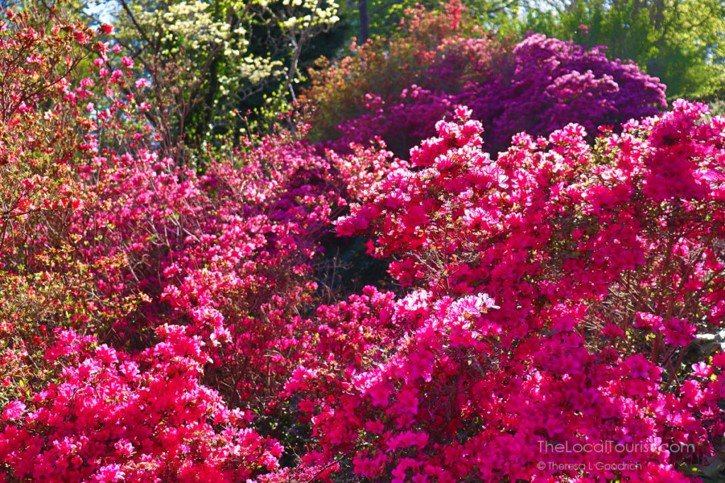 Azaleas at Biltmore Blooms