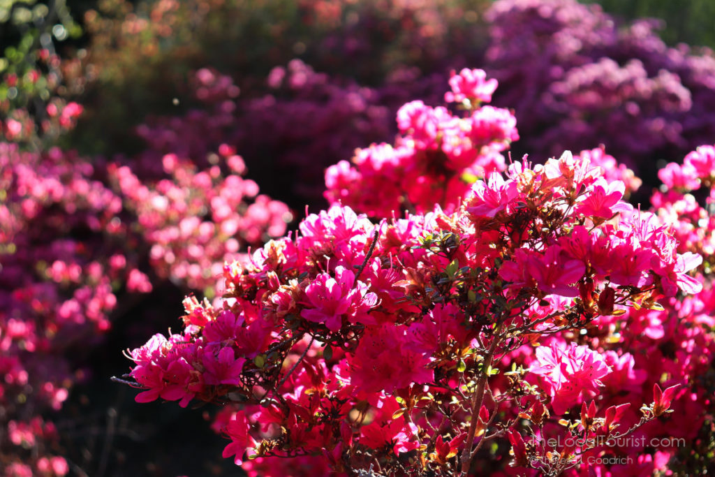Blooming bush at Biltmore Blooms