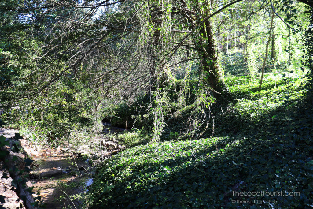 Lush green path at Biltmore