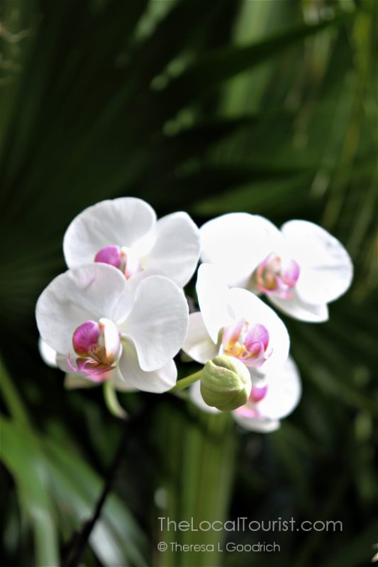 The Biltmore has gorgeous orchids