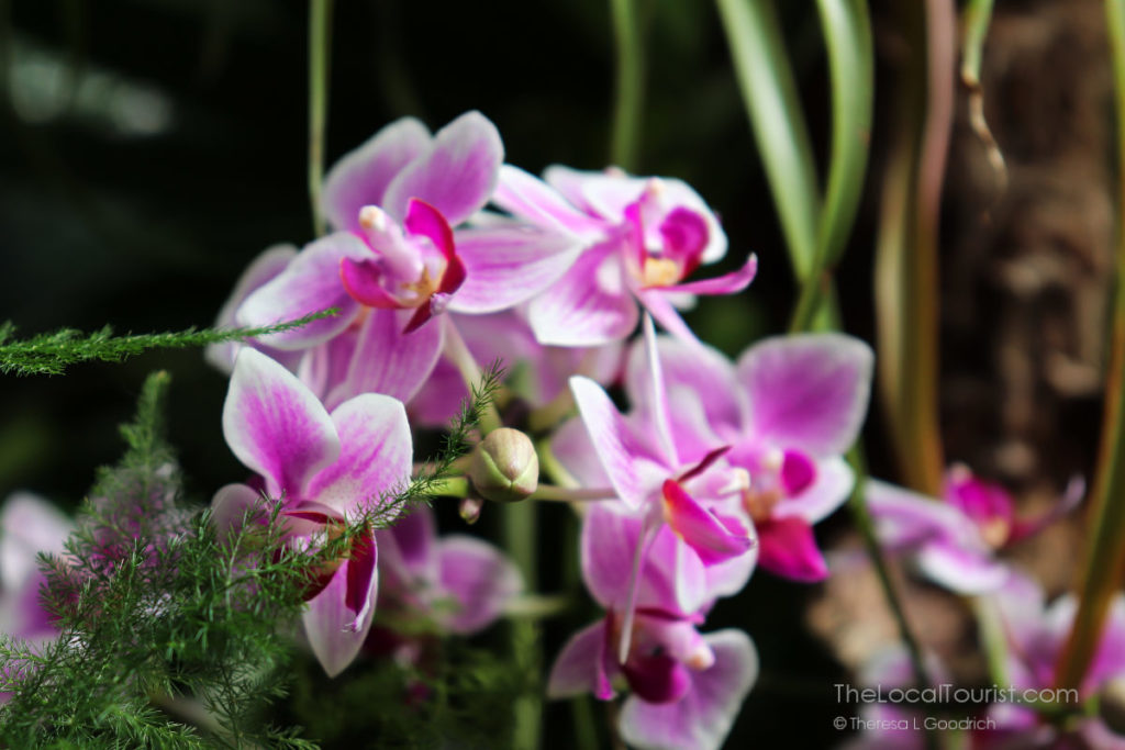 Buds and blooms at Biltmore