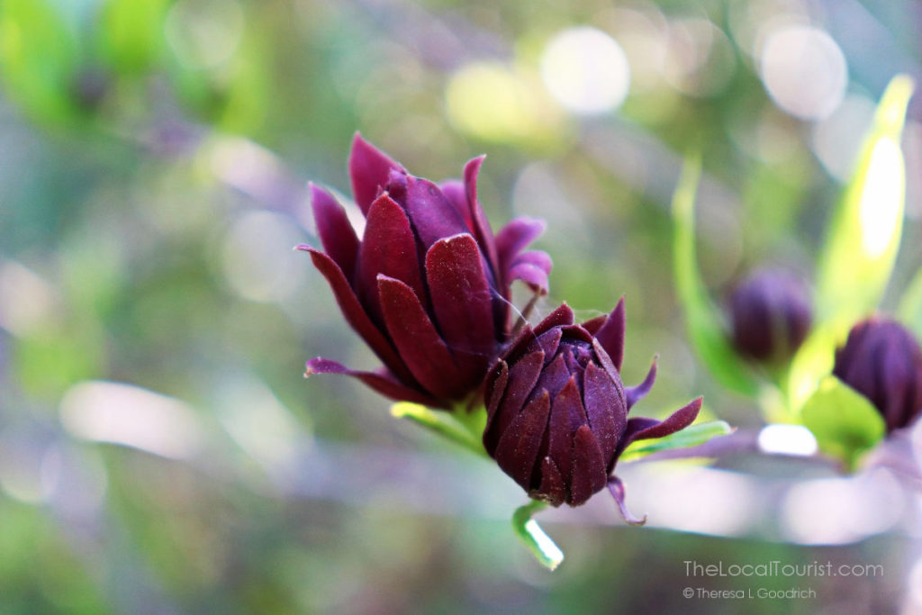 Close-up of buds at Biltmore