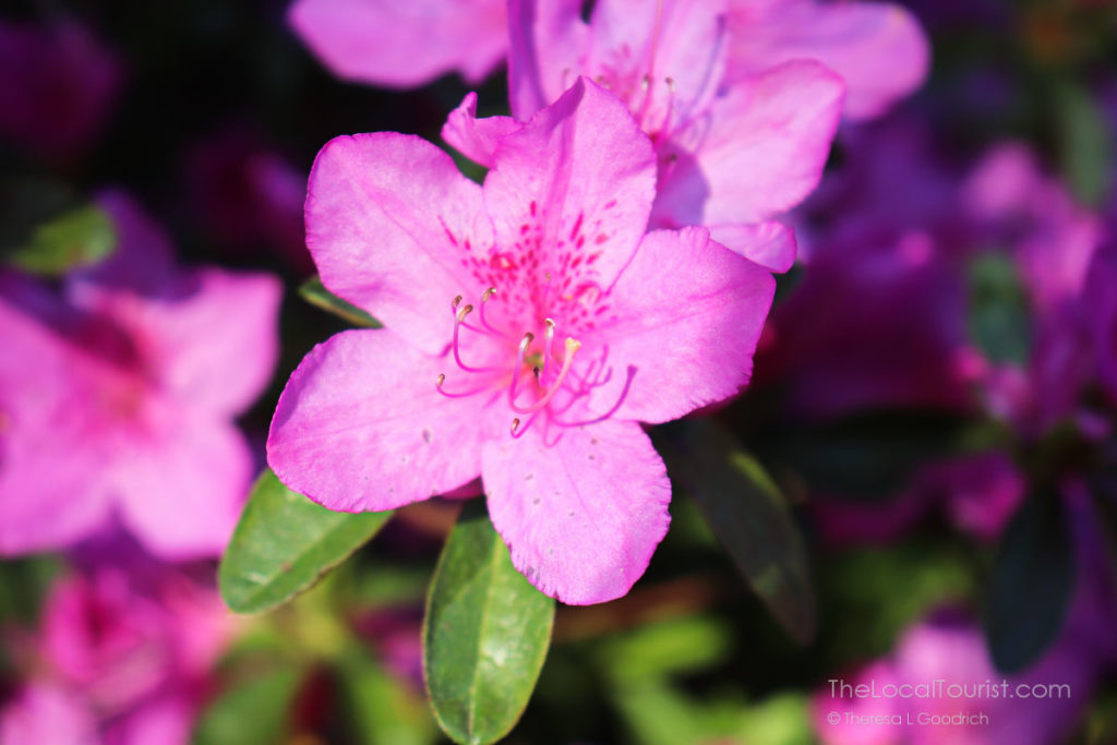 Soaking up the sun in the Biltmore Estate garden