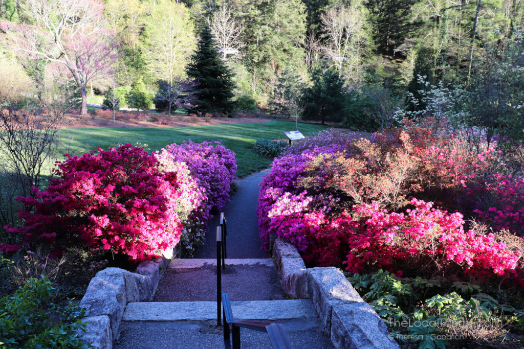 Azaleas in the Biltmore gardens