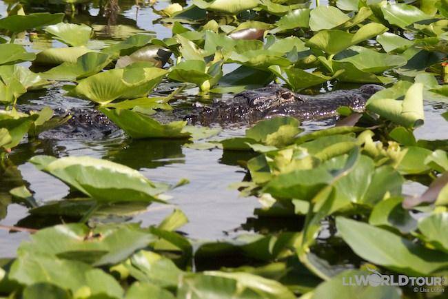 Florida Everglades, photo by Lisa Lubin, LL World Tour