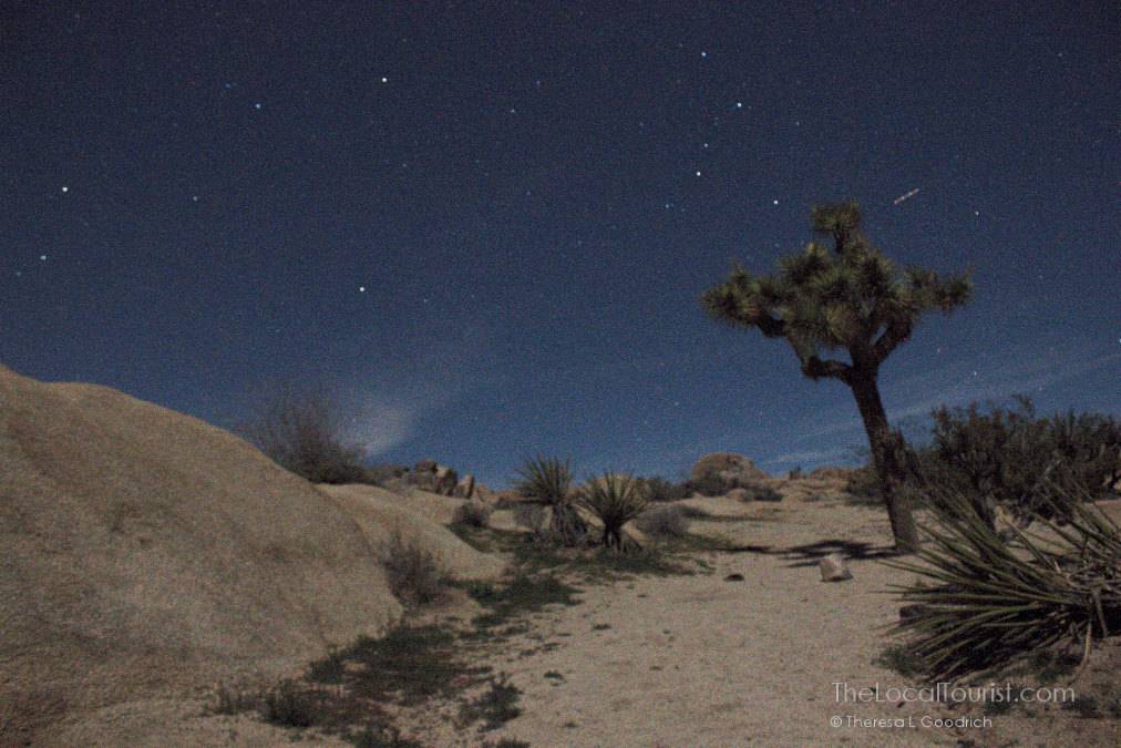 Joshua Tree National Park at Night