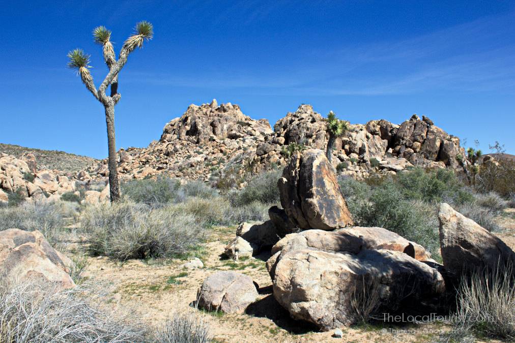Joshua Tree National Park