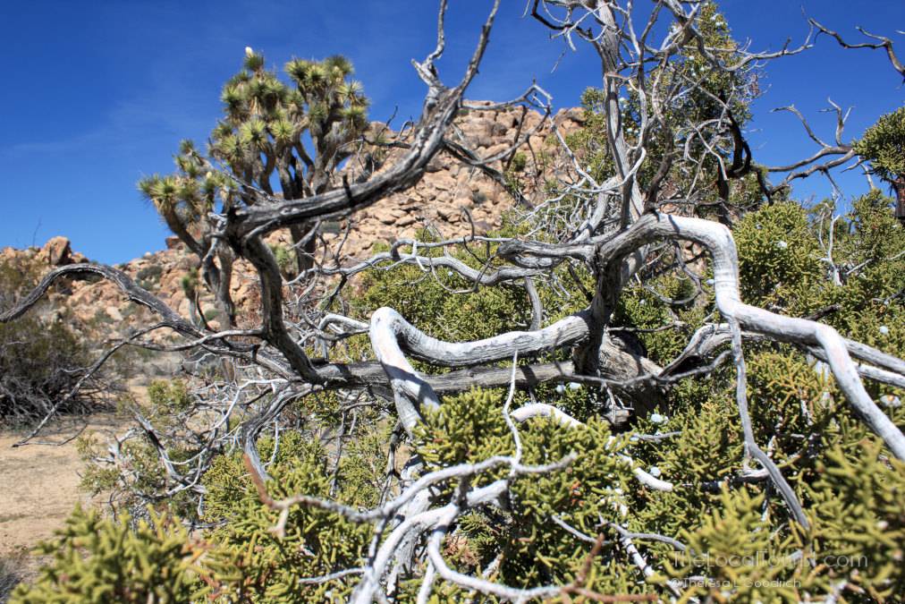 Joshua Tree National Park
