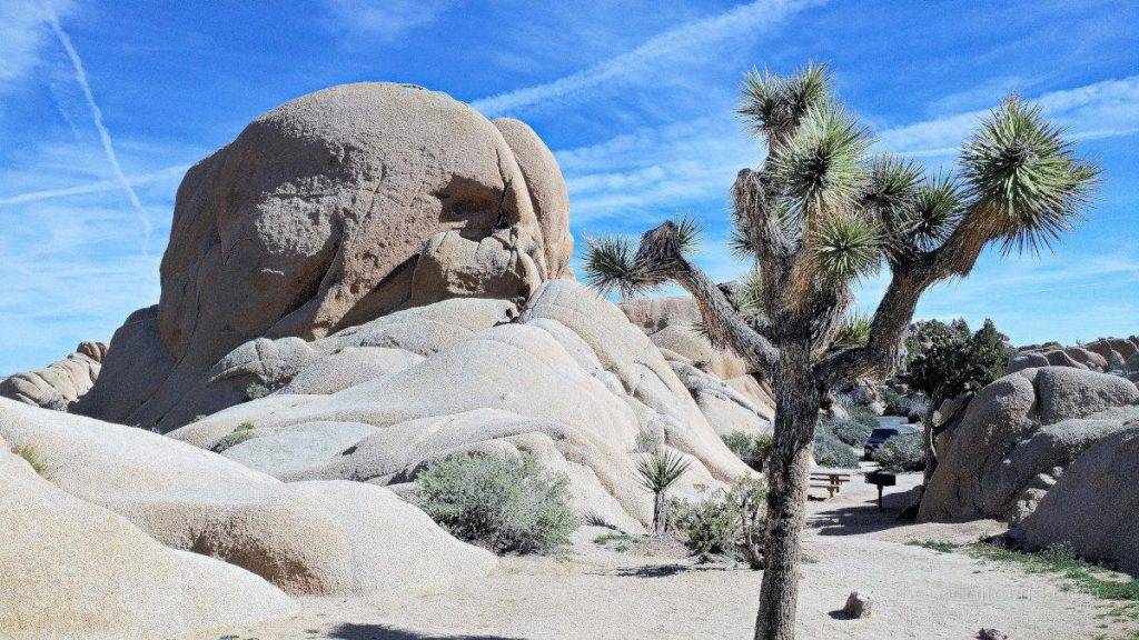 Joshua Tree campsite in Jumbo Rocks campground