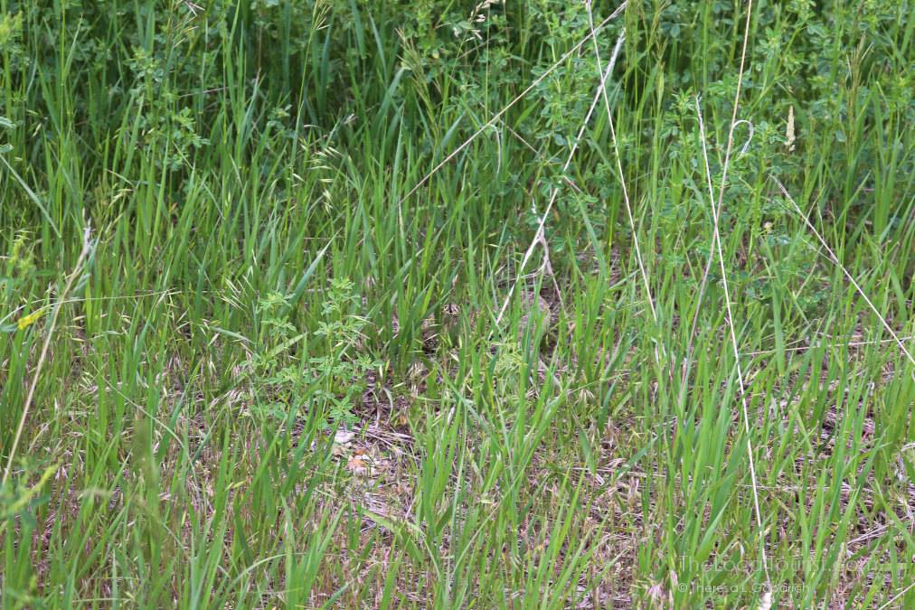 Rattlesnake at Little Bighorn