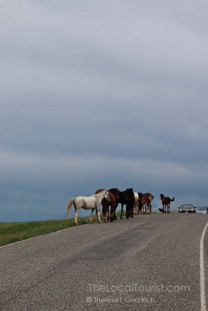 Traffic jam, Montana-style
