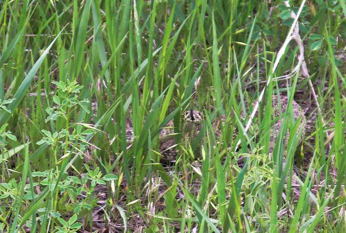 Rattlesnake at Little Bighorn