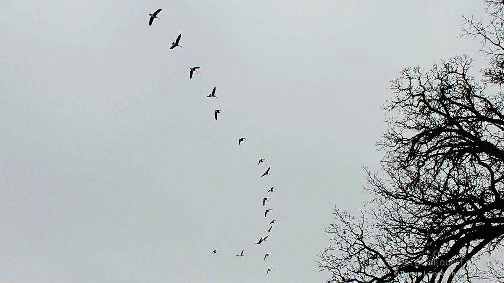 Flyig geese above East Park