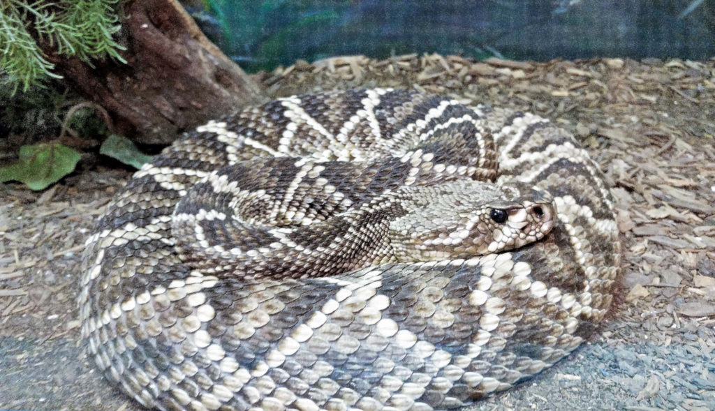 American International Rattlesnake Museum