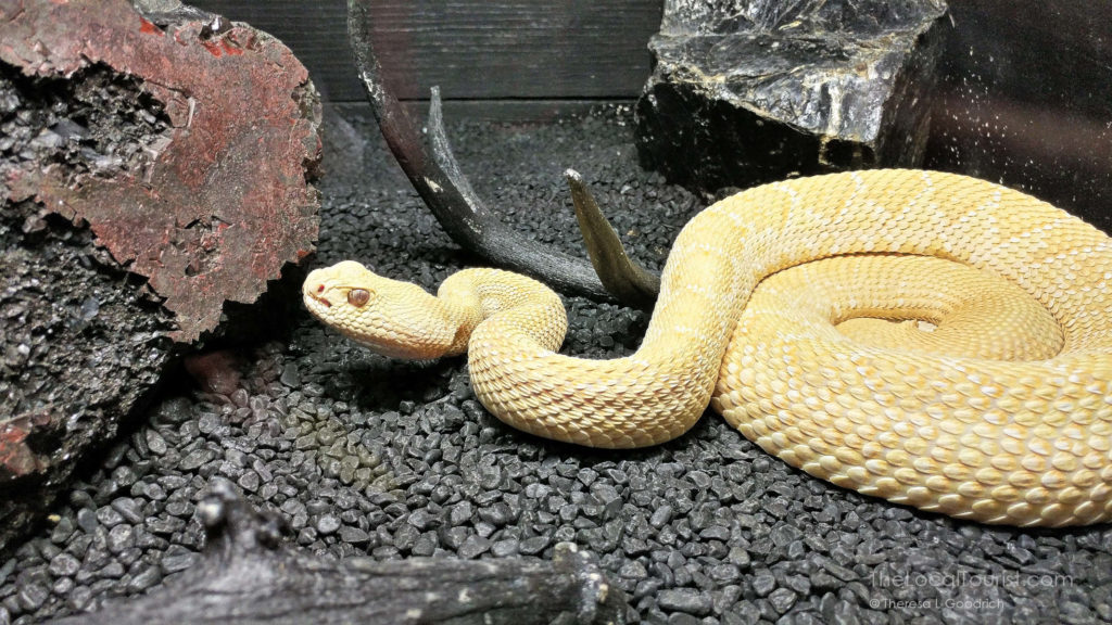 American International Rattlesnake Museum