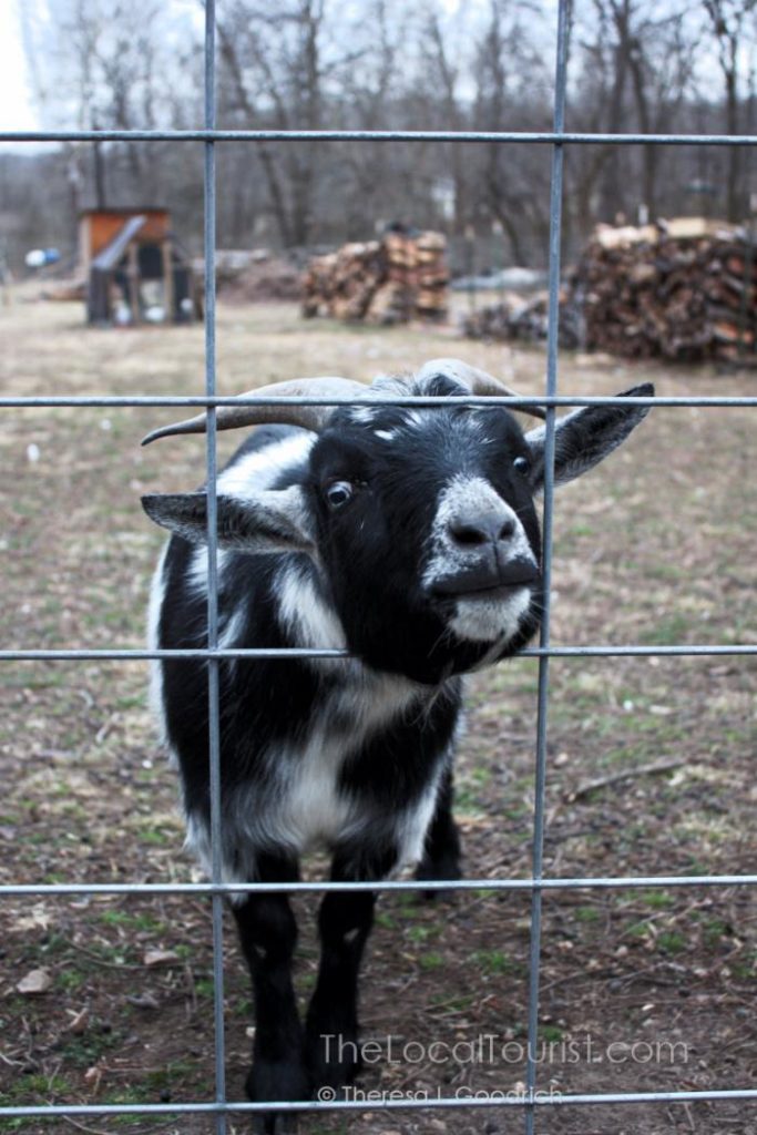 Goat at Blue Jay Farm