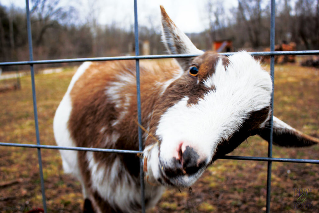 Goat at Blue Jay Farm
