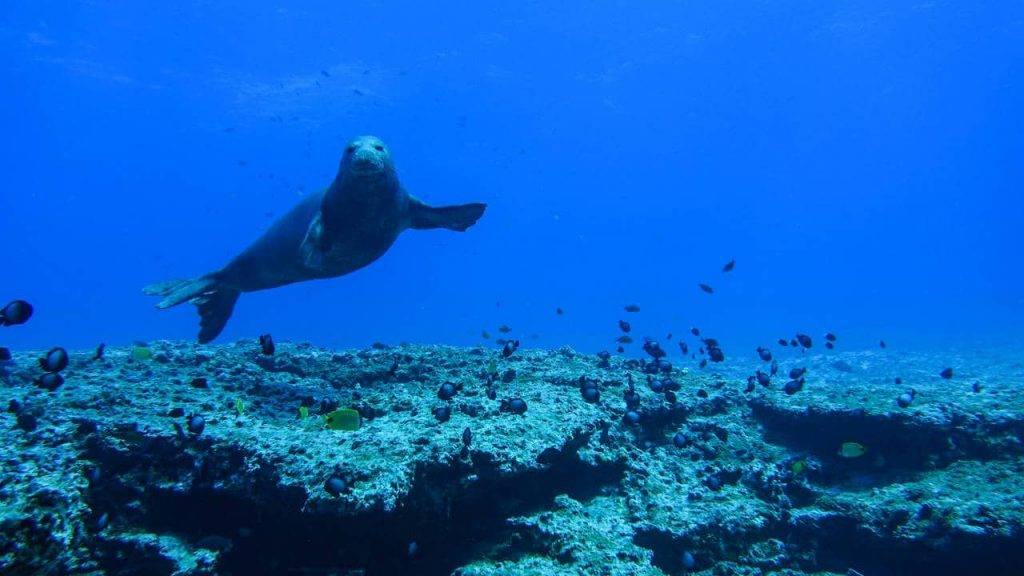 Monk Seal at Papahanaumokuakea Marine National Monument