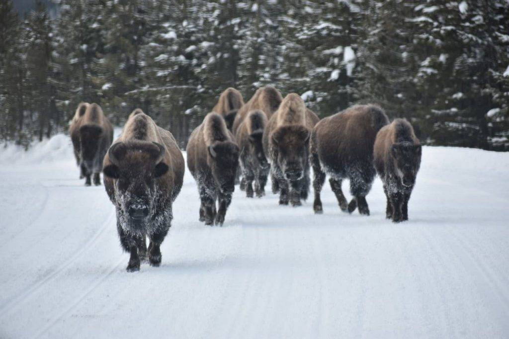 Bison in Yellowstone National Park, photo by Francesca Mazurkiewicz, The Working Mom's Travels